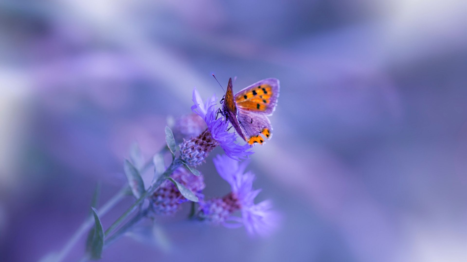 非洲之光与英超新章，阿森纳的喀麦隆征途与拉什福德的统治时刻